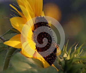 Sunflower; turnsole; helianthus; heliotrope; 