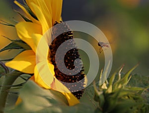 Sunflower; turnsole; helianthus; heliotrope;Sunflower