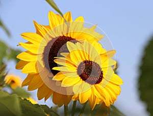 Sunflower; turnsole; helianthus; heliotrope; Sunflower