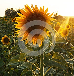 Sunflower in Tuscany.