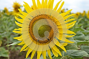 Sunflower with two bees