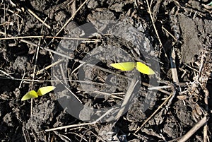 Sunflower two small plants growing in black earth, organic farming, close up first leaves