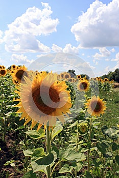 Sunflower in the Ukrainian village