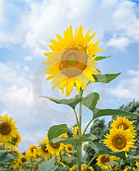 Sunflower under the blue sky