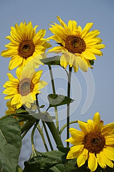 Girasole cielo blu 