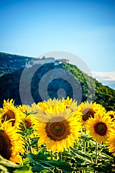 Sunflower under the Hainburg castle