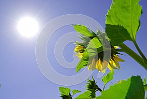 Sunflower under sunshine