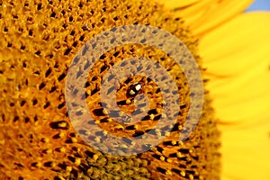 A sunflower up close with a corn beetle