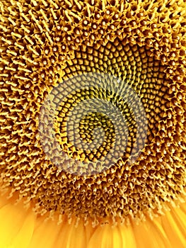 Sunflower up close off centered