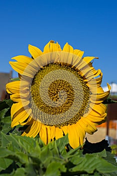 Sunflower in urban garden