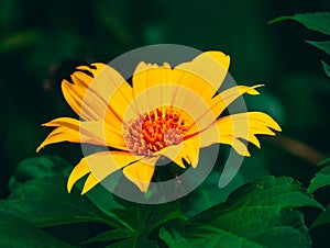 Sunflower Varieties to Grow This Season photo