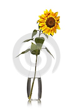 Sunflower in vase