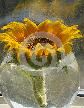 Sunflower in a vase