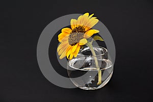 Sunflower in vase of water