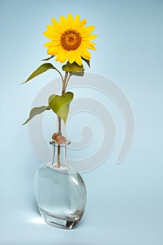 Sunflower in vase of water