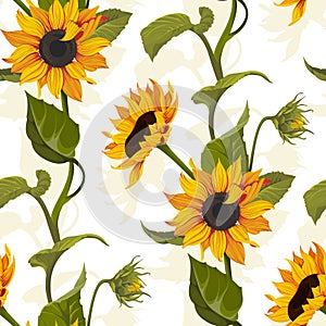 Sunflower vector seamless pattern floral texture on bright background