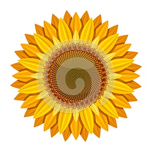 Sunflower vector on white background. Yellow sun flower