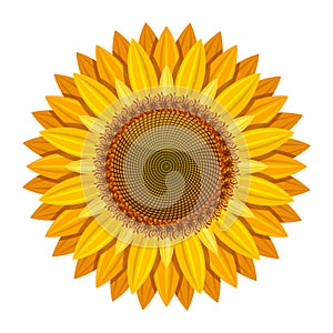Sunflower vector on white background. Yellow sun flower photo