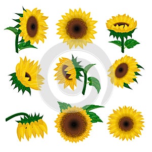 Sunflower vector yellow summer flower nature, flower and floral blossom plant illustration flowery set of bright natural