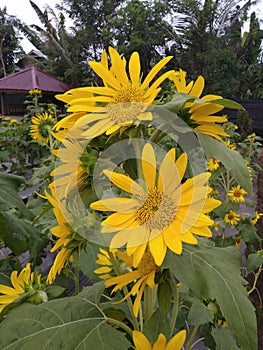 This sunflower is very beautiful, the yellow color of the flower gives a cheerful impression