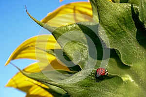 A sunflower very close up with a bright red ladybug or ladybird