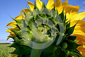 A sunflower very close up with a bright red ladybug or ladybird