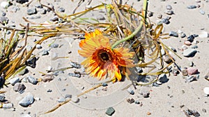 Sunflower washed ashore a sand beach