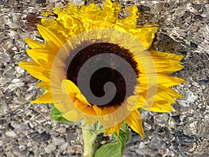 Sunflower in the water