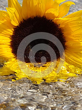 Sunflower in the water