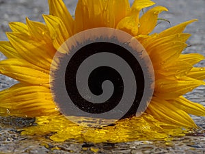 Sunflower in the water