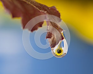 Sunflower Water Droplet
