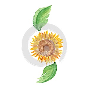Sunflower. Watercolor illustration isolated on white background. Ideal for stickers, cards, farbic prints, cosmetic