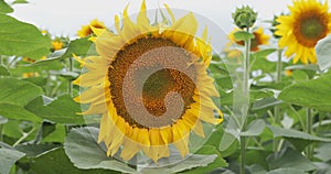 Sunflower waving at wind, steadicam