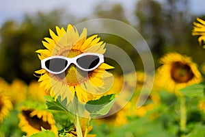 Sunflower wearing sunglasses, Concept of the summer funny background.Soft Focus