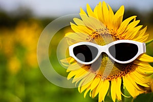 Sunflower wearing sunglasses, Concept of the summer funny background.Soft Focus