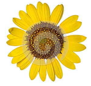 Sunflower weed isolated