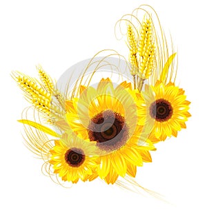 Sunflower and wheat background