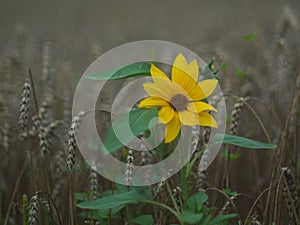 Sunflower in wheat field