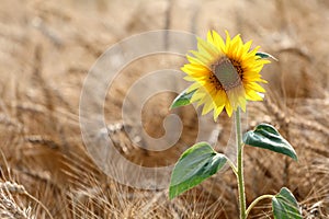 Sunflower in wheat field