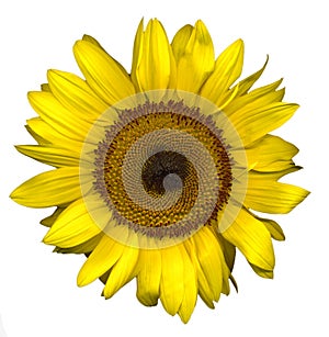 Sunflower on white