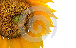 Sunflower on White