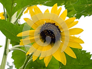 Sunflower on white