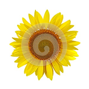 Sunflower on white