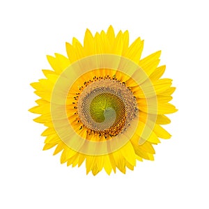 Sunflower on white background