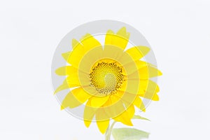 Sunflower on white background