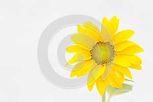 Sunflower on white background