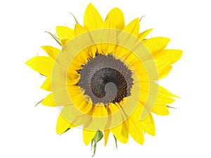 Sunflower on white Background
