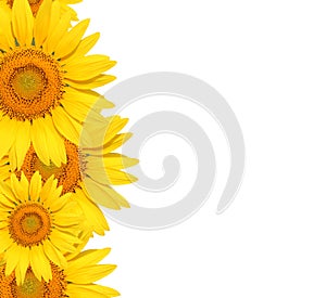 Sunflower on white background.