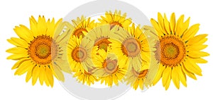 Sunflower on white background.