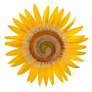 Sunflower on white background